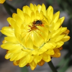 Lipotriches (Austronomia) ferricauda (Halictid bee) at Acton, ACT - 21 Feb 2021 by TimL