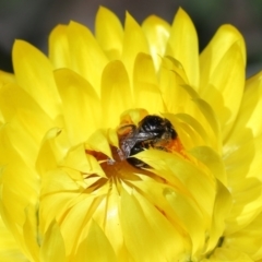 Lipotriches (Austronomia) ferricauda at Acton, ACT - 21 Feb 2021