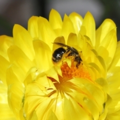 Lipotriches (Austronomia) ferricauda at Acton, ACT - 21 Feb 2021