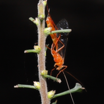 Ichneumonidae (family) (Unidentified ichneumon wasp) at ANBG - 26 Feb 2021 by TimL
