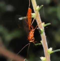 Ichneumonidae (family) at Acton, ACT - 26 Feb 2021