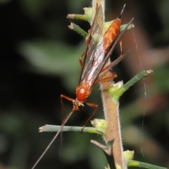 Ichneumonidae (family) at Acton, ACT - 26 Feb 2021