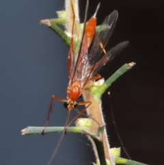 Ichneumonidae (family) at Acton, ACT - 26 Feb 2021