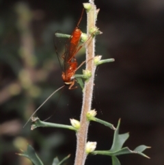 Ichneumonidae (family) at Acton, ACT - 26 Feb 2021 11:14 AM