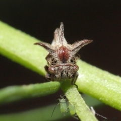 Acanthuchus trispinifer (Three-horned treehopper) at ANBG - 14 Mar 2021 by TimL