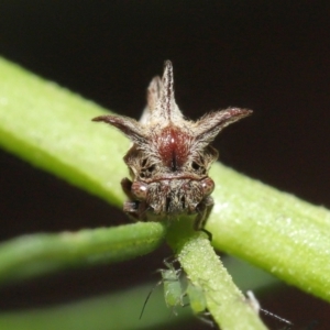 Acanthuchus trispinifer at Downer, ACT - 14 Mar 2021