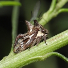 Acanthuchus trispinifer at Downer, ACT - 14 Mar 2021