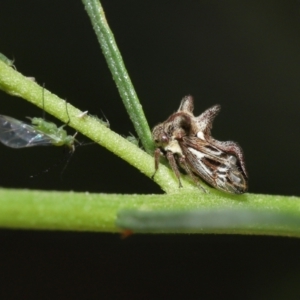 Acanthuchus trispinifer at Downer, ACT - 14 Mar 2021