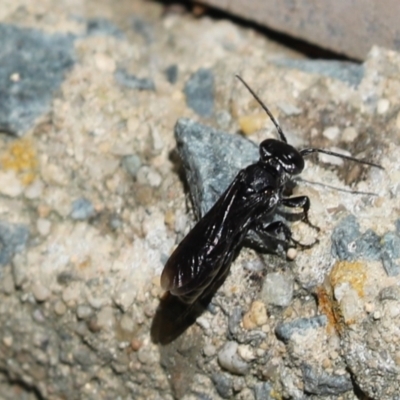 Crabroninae (subfamily) (Unidentified solitary wasp) at Kaleen, ACT - 15 Mar 2021 by Tammy