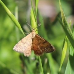 Scopula rubraria (Reddish Wave, Plantain Moth) at Kaleen, ACT - 15 Mar 2021 by Tammy