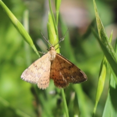 Scopula rubraria (Reddish Wave, Plantain Moth) at Kaleen, ACT - 15 Mar 2021 by Tammy