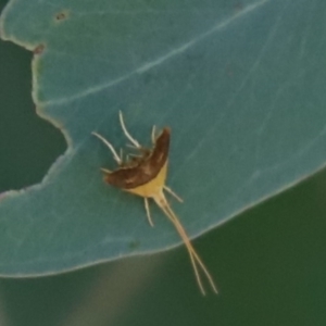 Crocanthes (genus) at Cook, ACT - 15 Mar 2021 03:38 PM