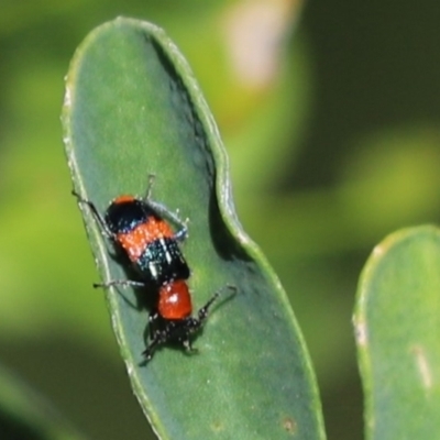 Dicranolaius bellulus (Red and Blue Pollen Beetle) at Kaleen, ACT - 15 Mar 2021 by Tammy