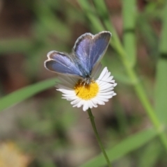 Zizina otis (Common Grass-Blue) at Kaleen, ACT - 15 Mar 2021 by Tammy