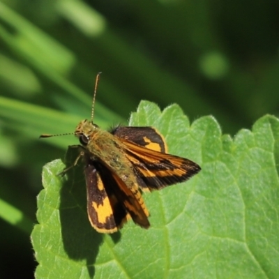 Ocybadistes walkeri (Green Grass-dart) at Kaleen, ACT - 15 Mar 2021 by Tammy