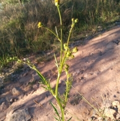 Bidens subalternans (Greater Beggars Ticks) at Urambi Hills - 15 Mar 2021 by michaelb