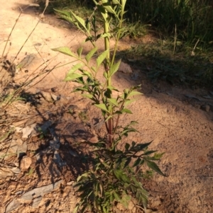 Bidens subalternans at Kambah, ACT - 15 Mar 2021