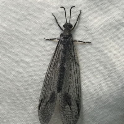 Austrogymnocnemia bipunctata (Antlion) at Cook, ACT - 15 Mar 2021 by MattFox