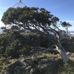 Eucalyptus pauciflora (A Snow Gum) at Cotter River, ACT - 7 Mar 2021 by Tapirlord