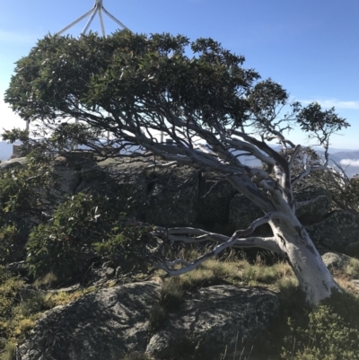 Eucalyptus pauciflora (A Snow Gum) at Namadgi National Park - 6 Mar 2021 by Tapirlord