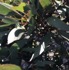 Eucalyptus pauciflora at Namadgi National Park - 7 Mar 2021