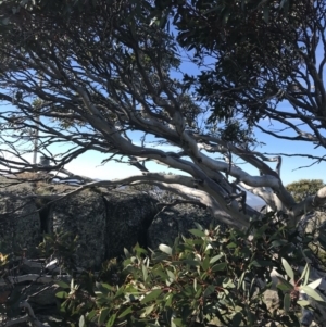 Eucalyptus pauciflora at Namadgi National Park - 7 Mar 2021 09:15 AM