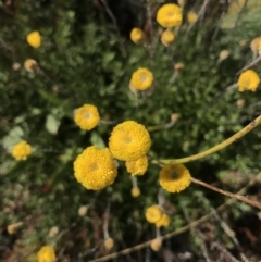 Leptorhynchos squamatus subsp. alpinus (Scaly Buttons) at Namadgi National Park - 6 Mar 2021 by Tapirlord