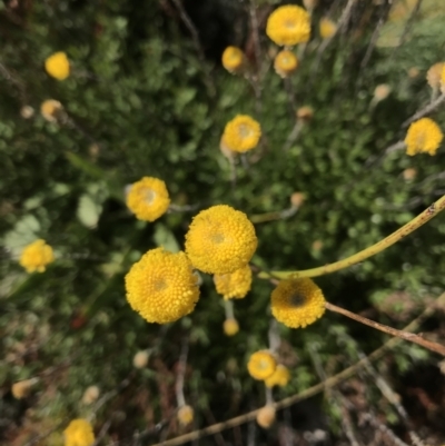 Leptorhynchos squamatus subsp. alpinus (Scaly Buttons) at Cotter River, ACT - 7 Mar 2021 by Tapirlord
