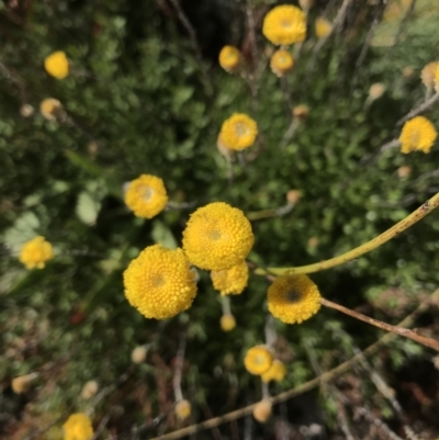 Leptorhynchos squamatus subsp. alpinus (Scaly Buttons) at Cotter River, ACT - 6 Mar 2021 by Tapirlord