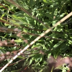 Leptorhynchos squamatus subsp. alpinus at Cotter River, ACT - 7 Mar 2021