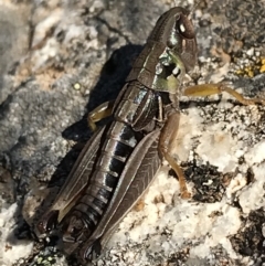 Kosciuscola cuneatus (A grasshopper) at Cotter River, ACT - 6 Mar 2021 by Tapirlord