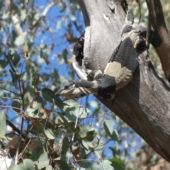 Varanus varius (Lace Monitor) at Albury - 16 Mar 2021 by AlburyCityEnviros