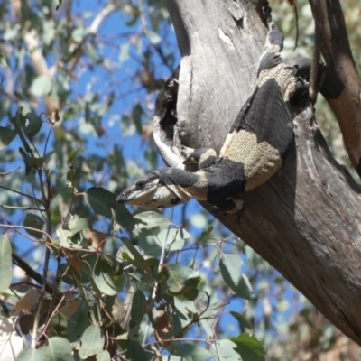 Varanus varius (Lace Monitor) at West Albury, NSW - 15 Mar 2021 by alburycityenviros