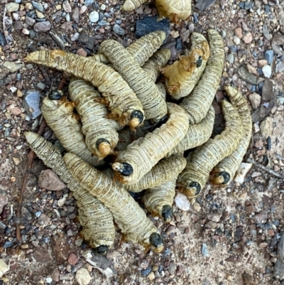 Pseudoperga sp. (genus) (Sawfly, Spitfire) at QPRC LGA - 15 Mar 2021 by DanielGowland