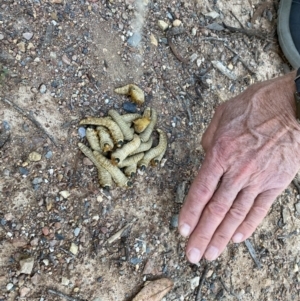 Pseudoperga sp. (genus) at Bungendore, NSW - suppressed