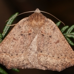 Androchela newmannaria (Newman's Cape-moth) at Tidbinbilla Nature Reserve - 12 Mar 2021 by kasiaaus