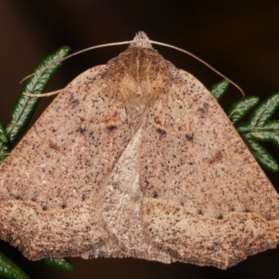 Androchela newmannaria (Newman's Cape-moth) at Tidbinbilla Nature Reserve - 12 Mar 2021 by kasiaaus