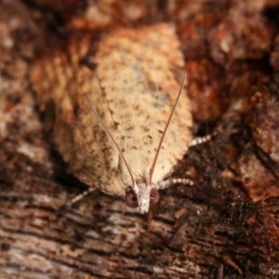 Anisogona similana (A tortrix moth) at Tidbinbilla Nature Reserve - 12 Mar 2021 by kasiaaus