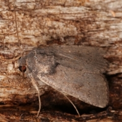 Proteuxoa (genus) (A Noctuid moth) at Paddys River, ACT - 12 Mar 2021 by kasiaaus