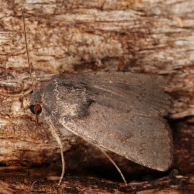 Proteuxoa (genus) (A Noctuid moth) at Tidbinbilla Nature Reserve - 12 Mar 2021 by kasiaaus
