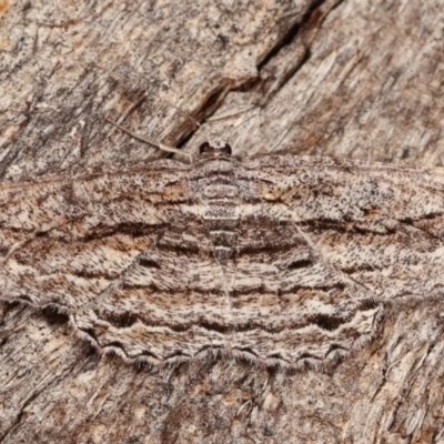 Scioglyptis chionomera (Grey Patch Bark Moth) at Tidbinbilla Nature Reserve - 12 Mar 2021 by kasiaaus