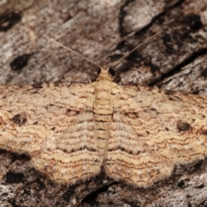 Xanthorhoe anaspila at Paddys River, ACT - 12 Mar 2021 08:26 PM