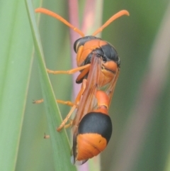 Delta bicinctum (Potter wasp) at Conder, ACT - 4 Jan 2021 by MichaelBedingfield