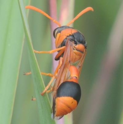 Delta bicinctum (Potter wasp) at Conder, ACT - 4 Jan 2021 by MichaelBedingfield