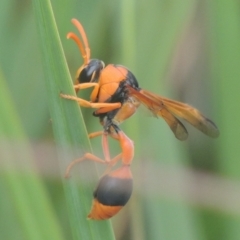 Delta bicinctum at Conder, ACT - 4 Jan 2021