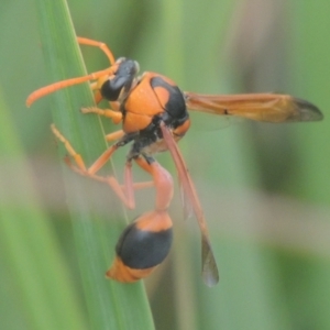 Delta bicinctum at Conder, ACT - 4 Jan 2021