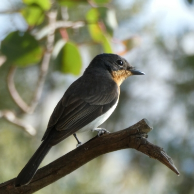 Myiagra rubecula (Leaden Flycatcher) at Googong, NSW - 10 Mar 2021 by Wandiyali