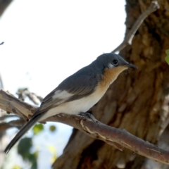 Myiagra rubecula at Googong, NSW - 10 Mar 2021 05:09 PM