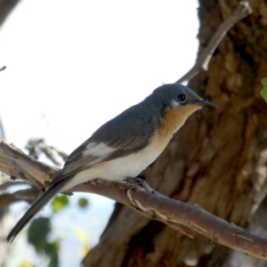 Myiagra rubecula at Googong, NSW - 10 Mar 2021