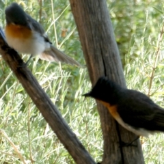 Myiagra rubecula at Googong, NSW - 10 Mar 2021